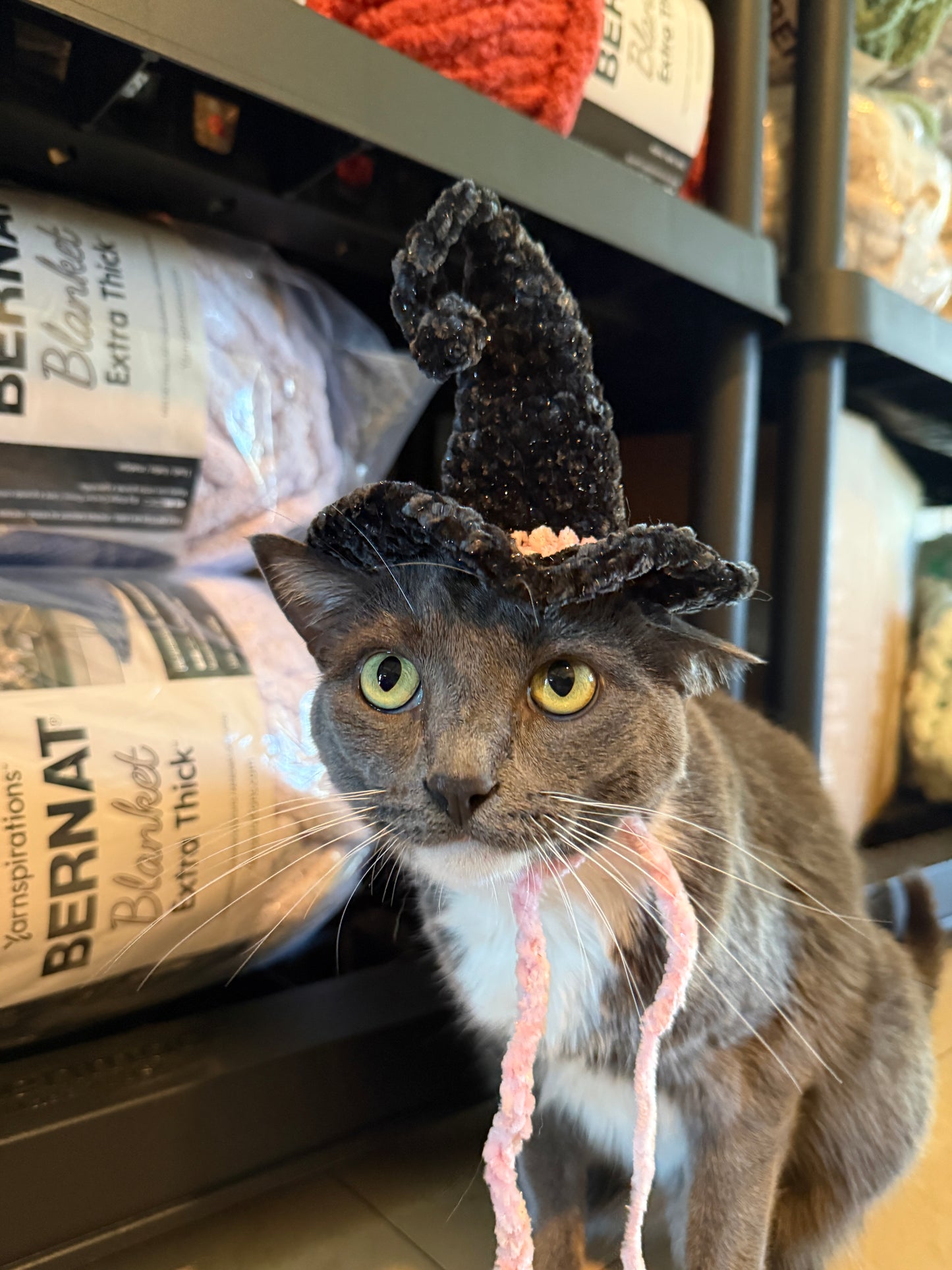 Cat with crochet black witch hat